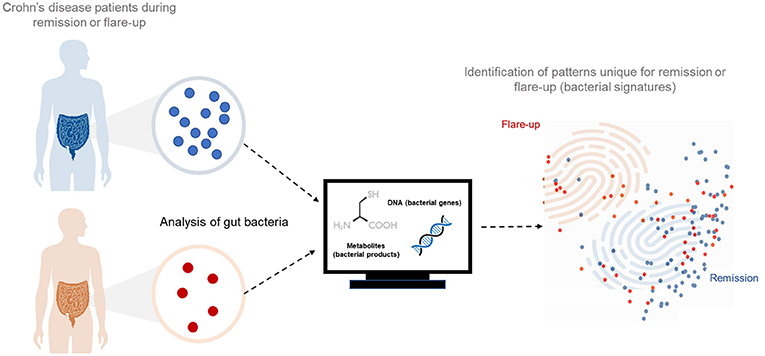 Figure 2 - We took samples of intestinal bacteria from Crohn’s disease patients who were either in remission or experiencing flare-ups.