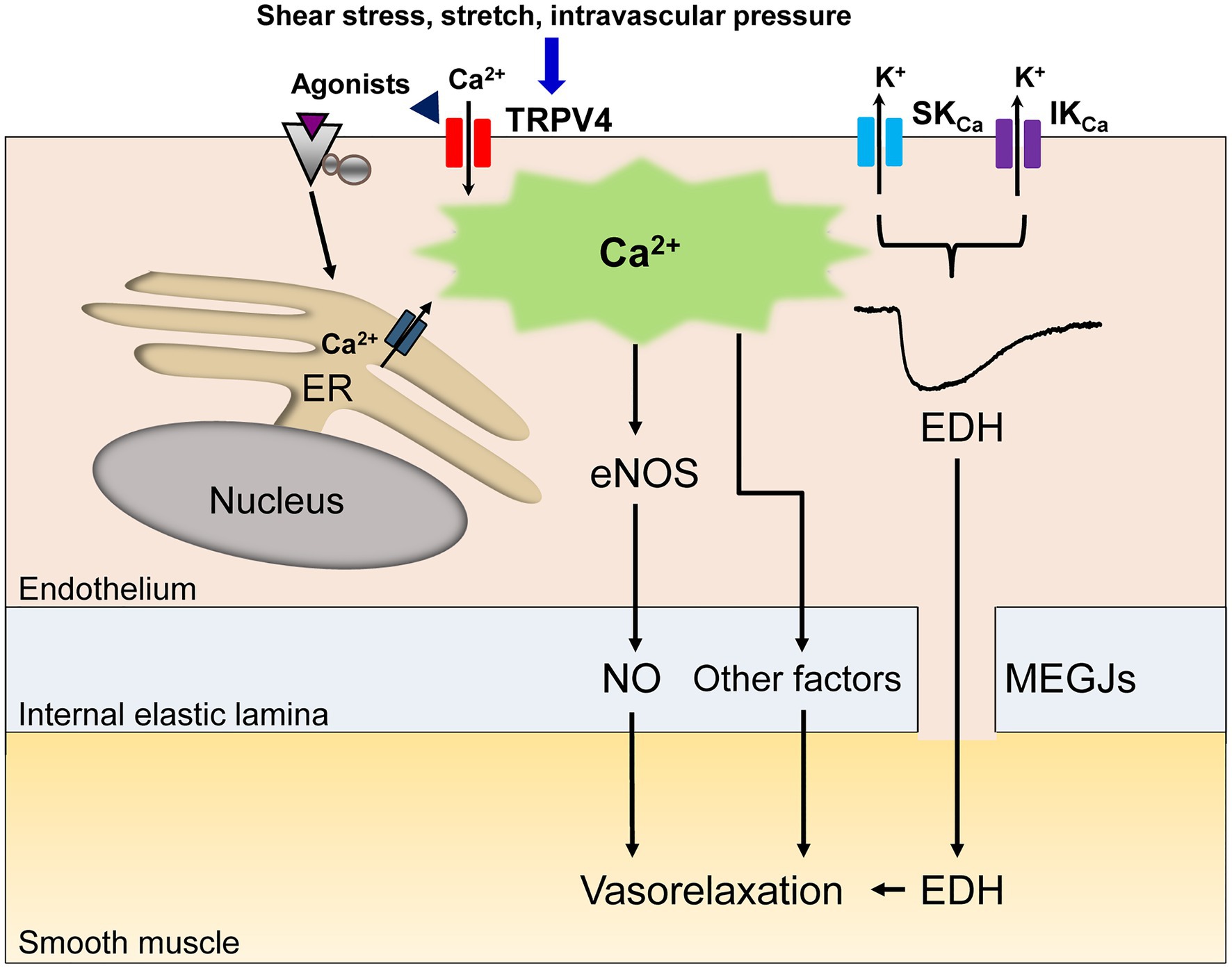 Peroxynitrite Inhibits Ca2+-Activated K+ Channel Activity in Smooth Muscle  of Human Coronary Arterioles