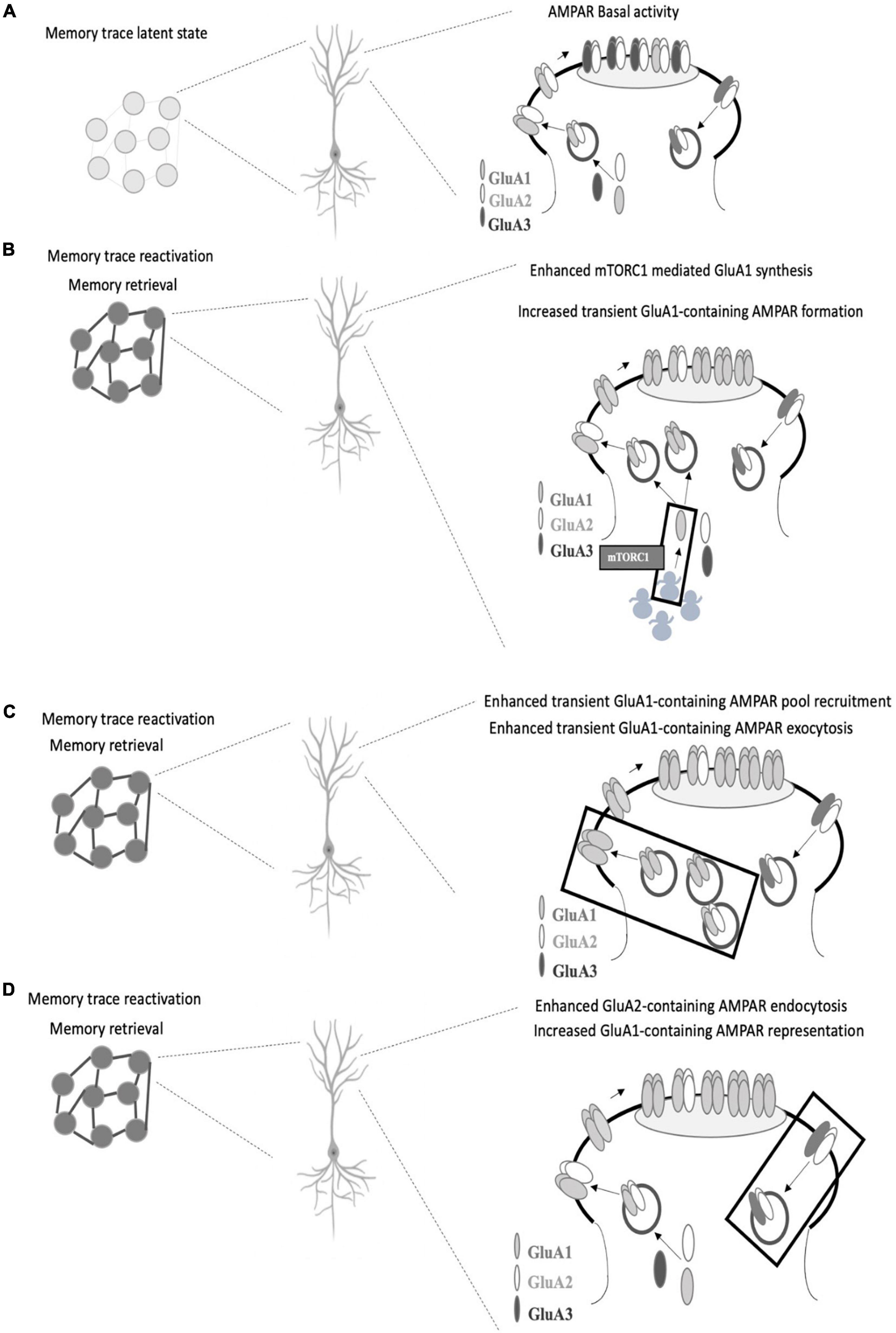 Engram neurons: Encoding, consolidation, retrieval, and forgetting of memory