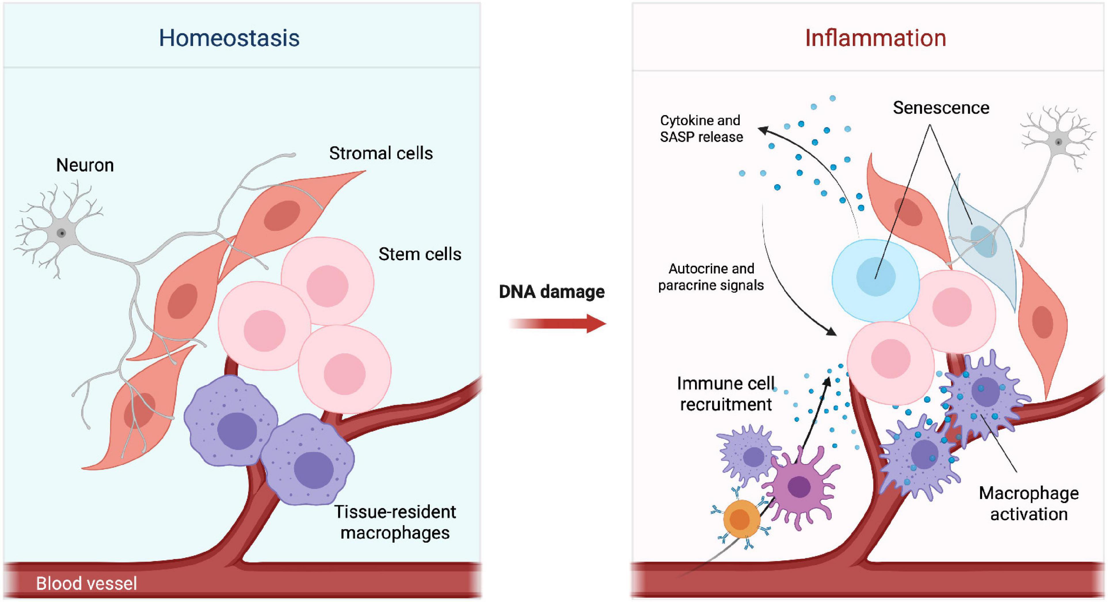 Frontiers  Inflammation and immune cell abnormalities in