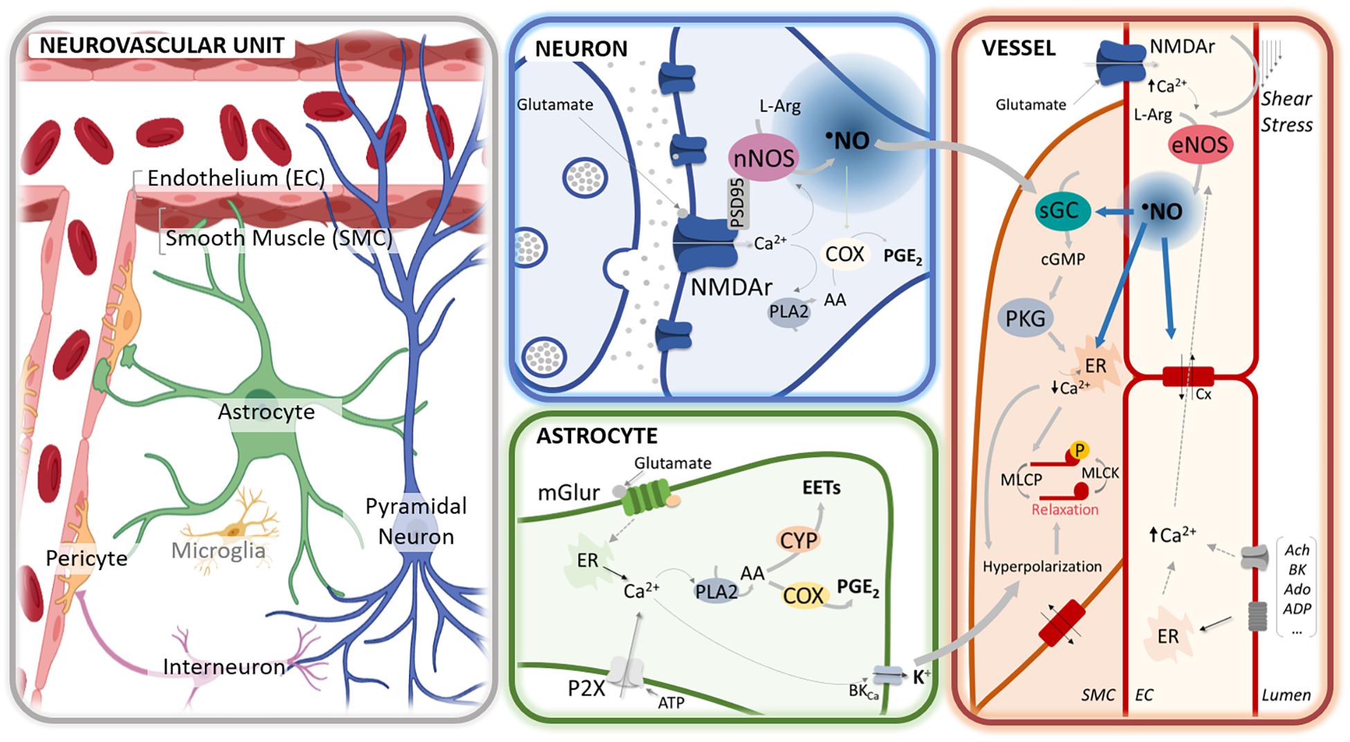 Schematic metabolic pathways of nitric oxide. NO, nitric oxide; ONOO À