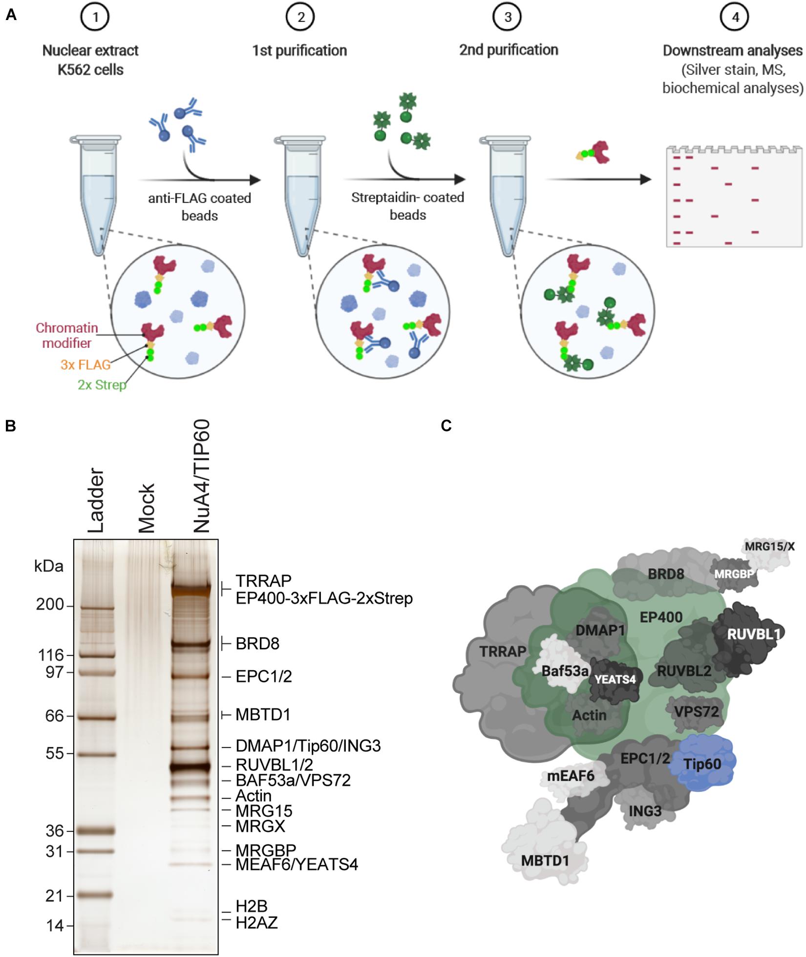 Frontiers Approaches To Study Native Chromatin Modifying Complex Activities And Functions Cell And Developmental Biology