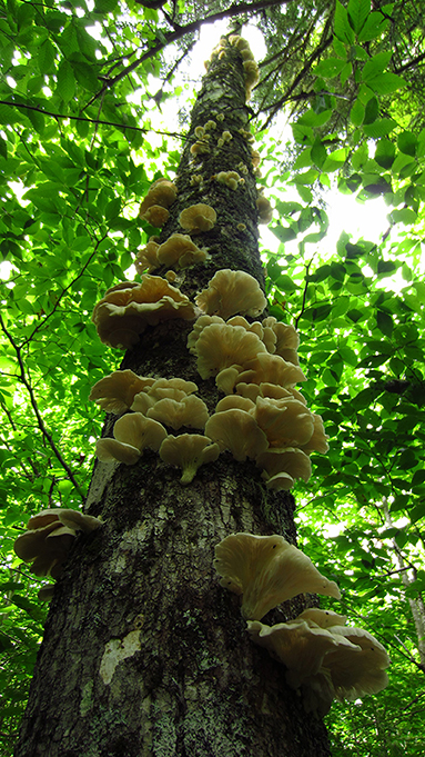 Figure 2 - A snag provides a good home for oyster mushrooms in Acadia National Park (Maine, USA).