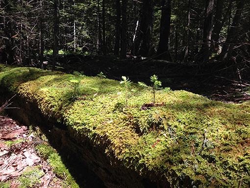Figure 3 - This coarse woody debris in Acadia National Park (Maine, USA) supports many other species, including tree seedlings and a thick coating of moss.