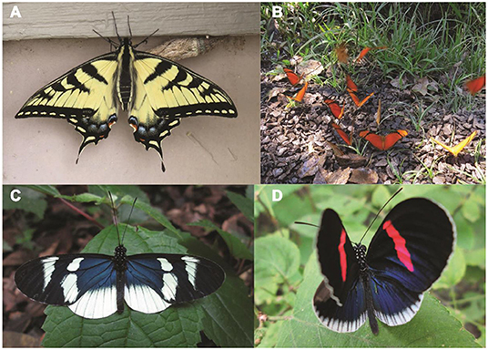 Figure 1 - Butterflies are diverse and often abundant in tropical ecosystems.