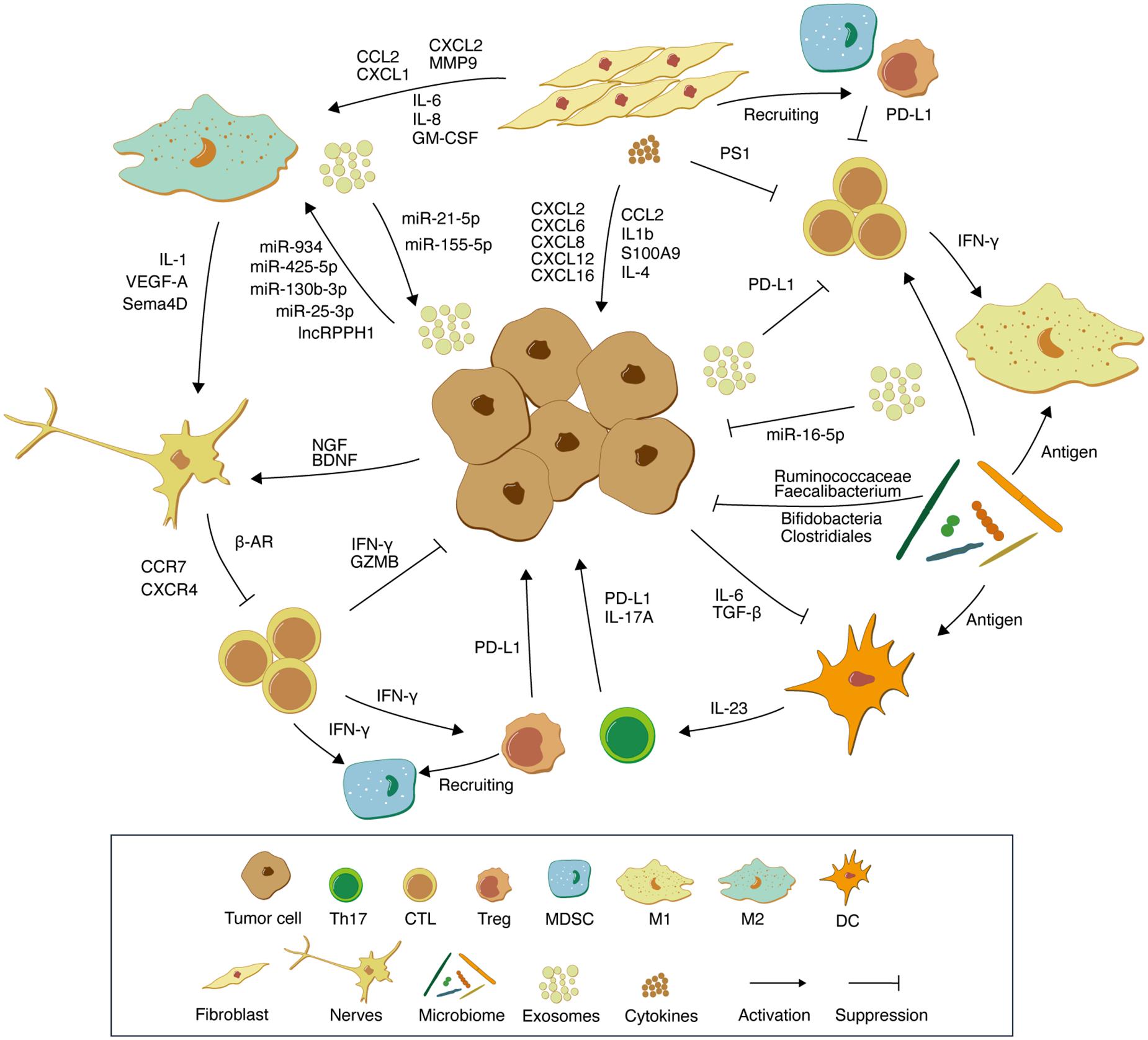 Frontiers | Non-immune Cell Components in the Gastrointestinal 