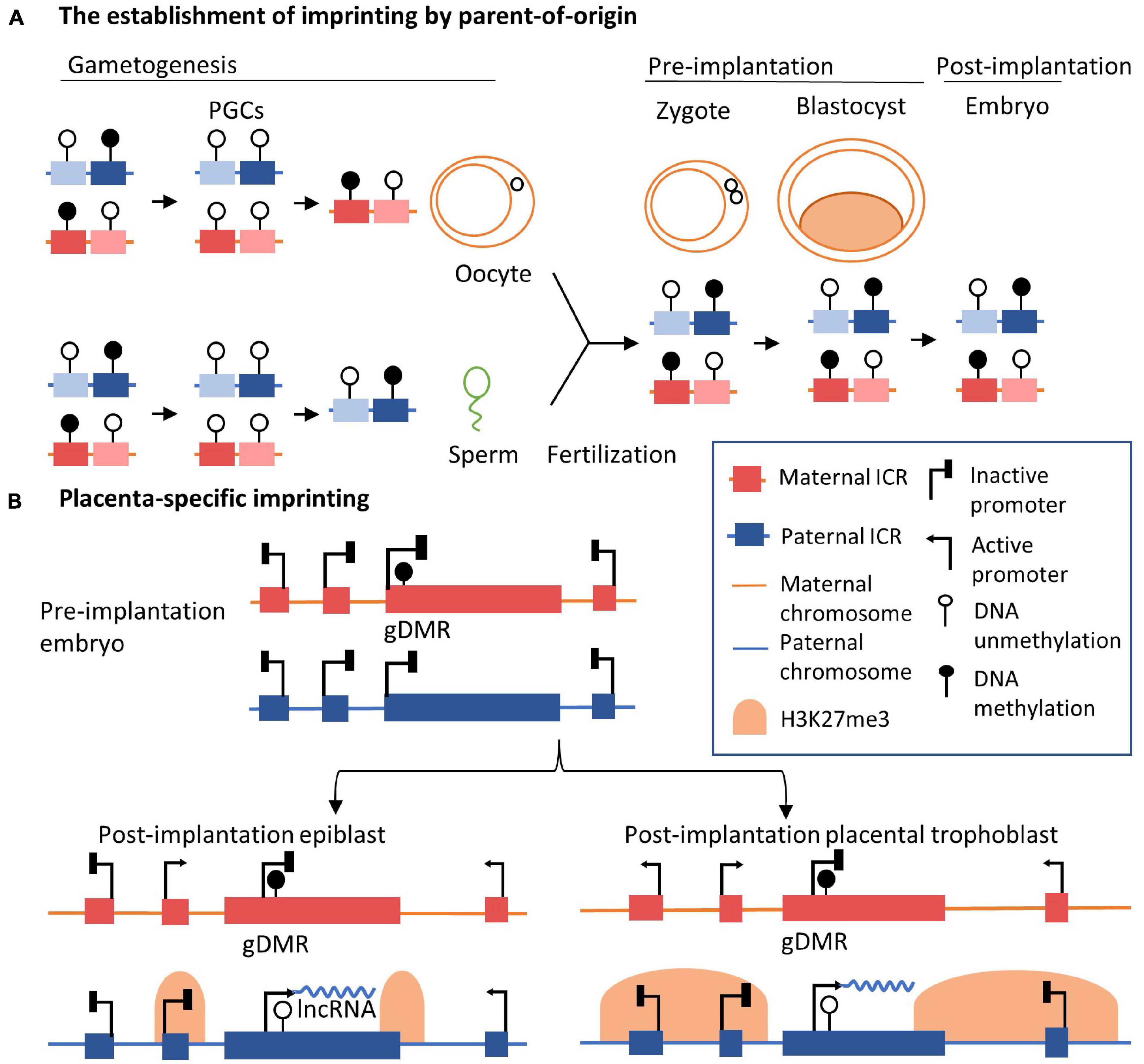 Frontiers | The Role of Long Non-coding RNAs in Human Imprinting
