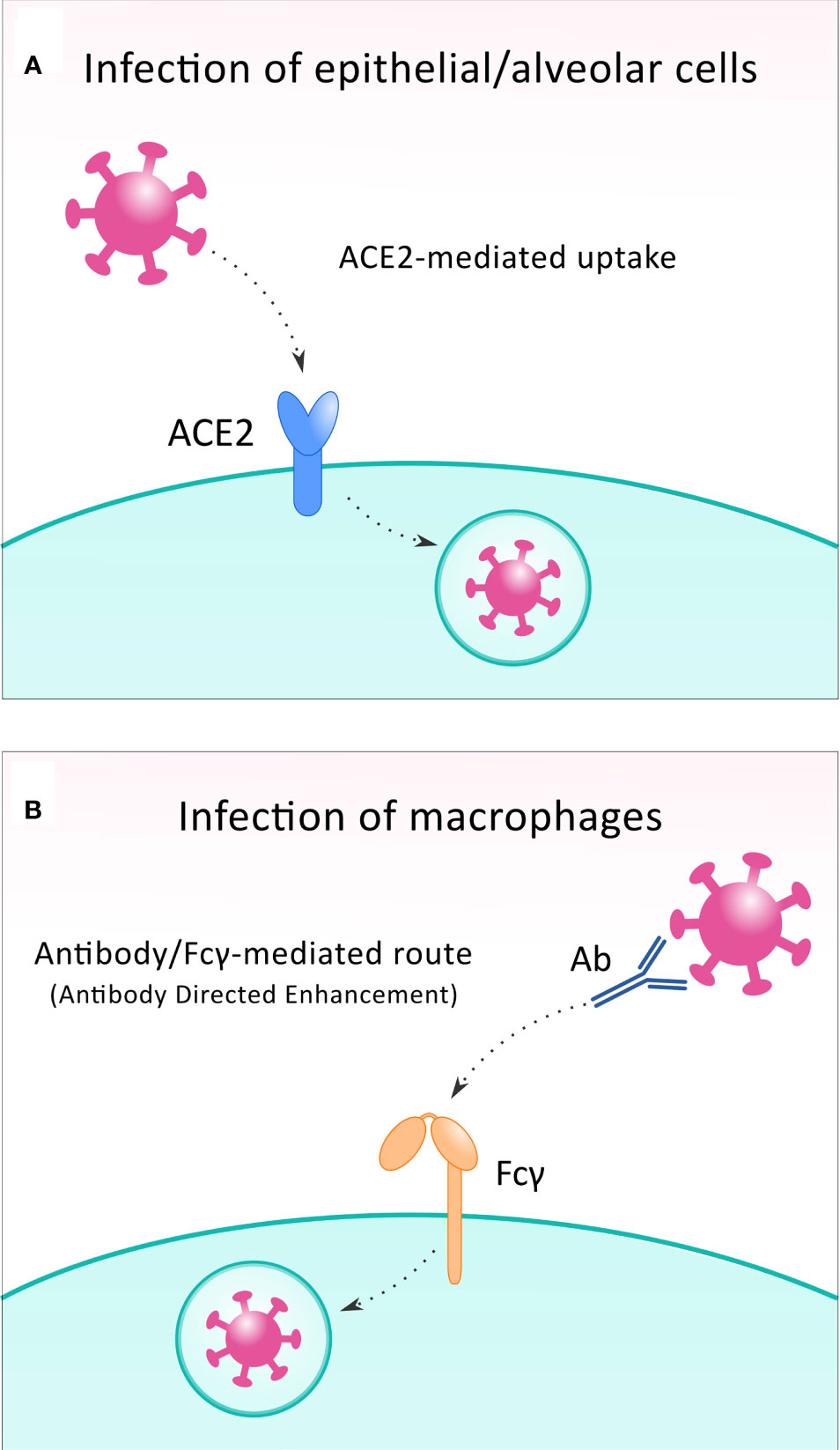 Frontiers | cellular and molecular effects of sars-cov-2 linking lung