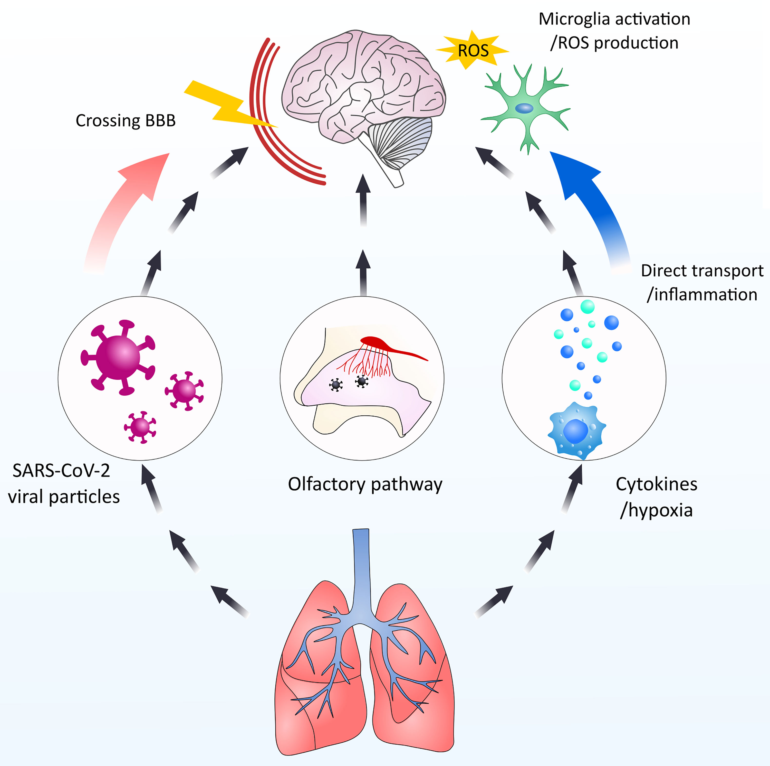 Reply to Garry: The origin of SARS-CoV-2 remains unresolved