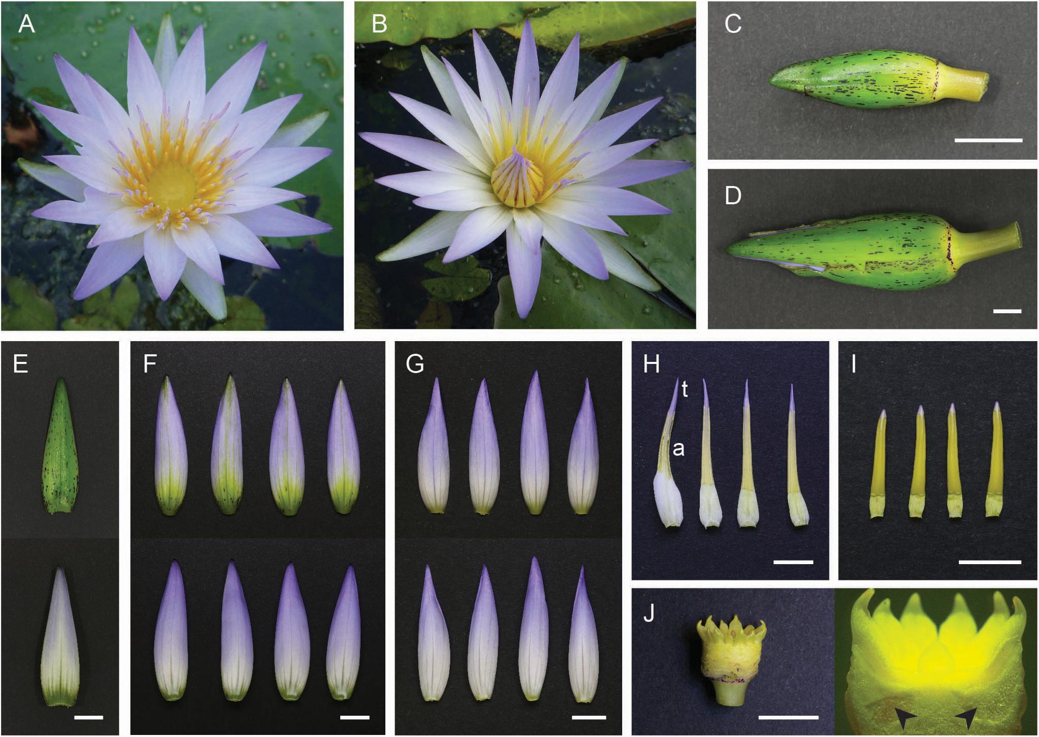 Frontiers  Revised Species Delimitation in the Giant Water Lily Genus  Victoria (Nymphaeaceae) Confirms a New Species and Has Implications for Its  Conservation