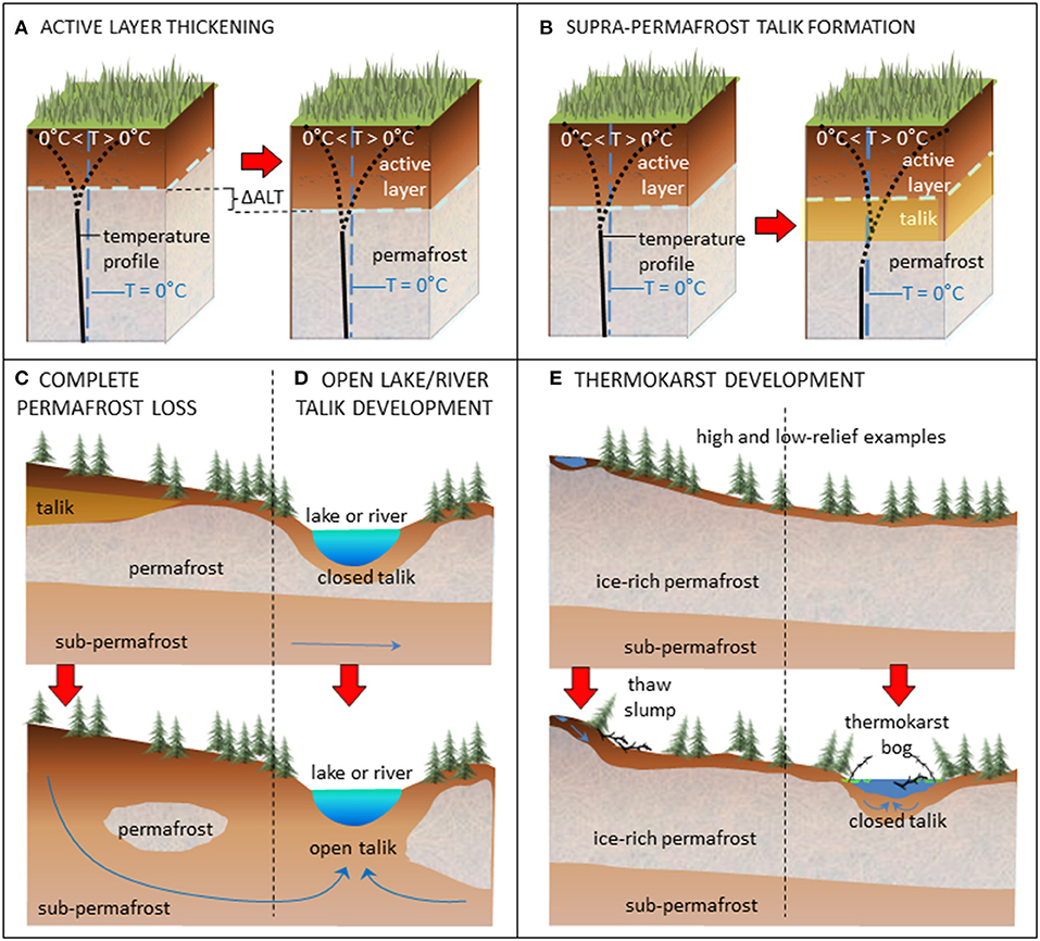 Drying of tundra landscapes will limit subsidence-induced acceleration of  permafrost thaw