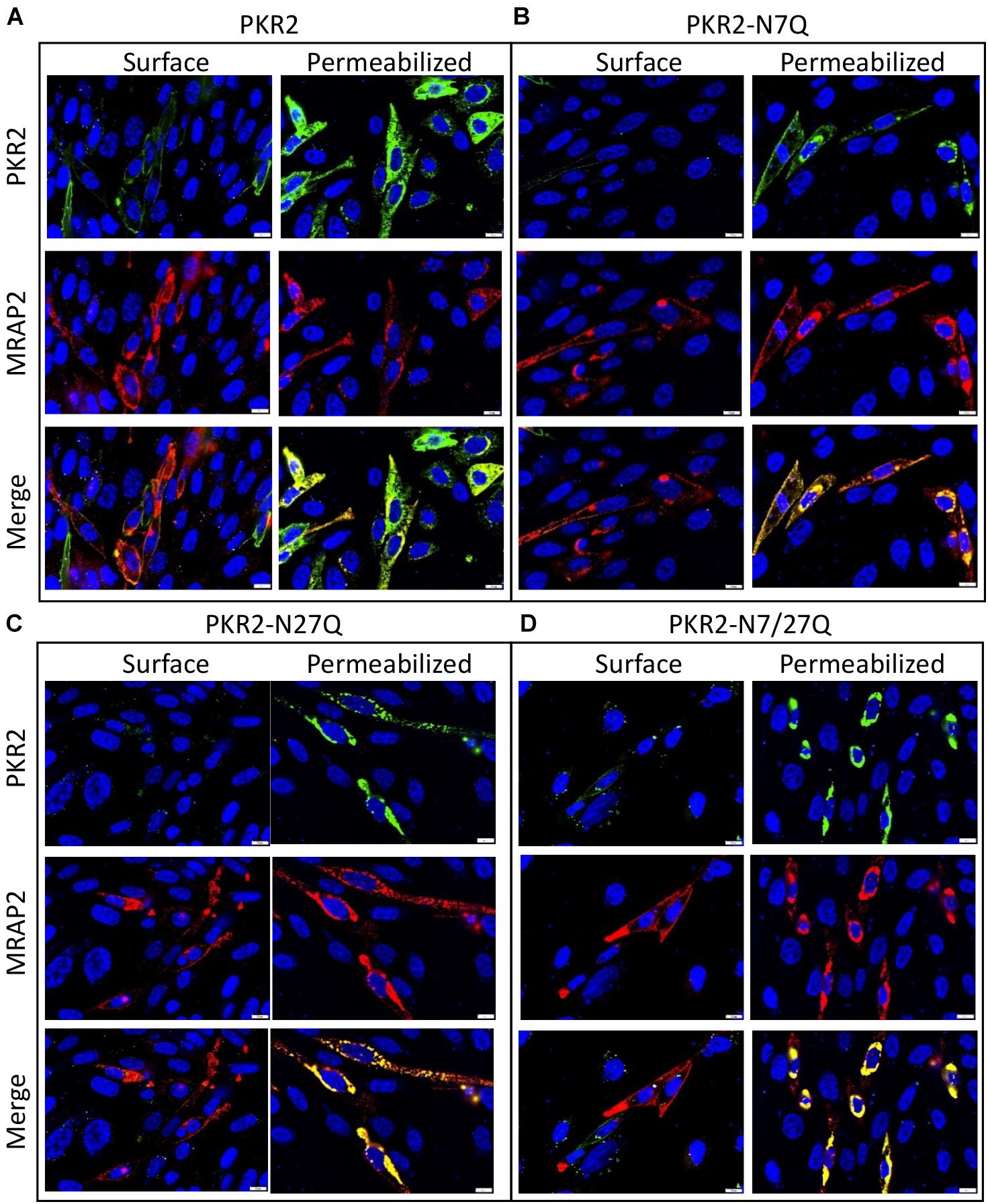 Identification and functional characterisation of N-linked glycosylation of  the orphan G protein-coupled receptor Gpr176