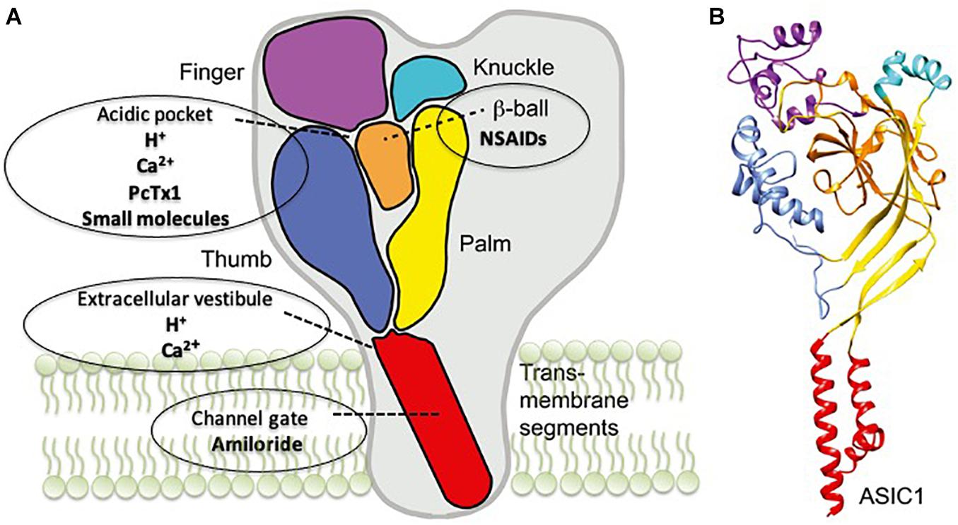 Aliviar Avispón Asociar Frontiers | Neurodegenerative Disease: What Potential Therapeutic Role of  Acid-Sensing Ion Channels?