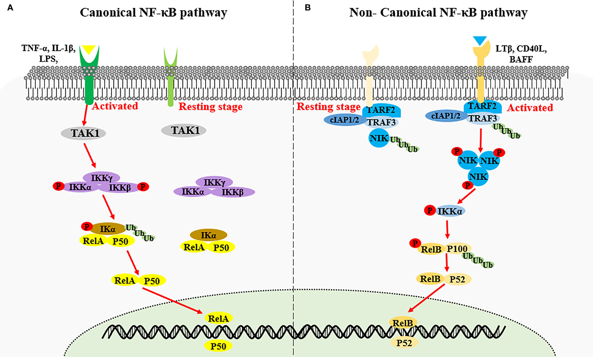 salaris Polijsten rotatie Frontiers | Interplay Between Non-Canonical NF-κB Signaling and Hepatitis B  Virus Infection