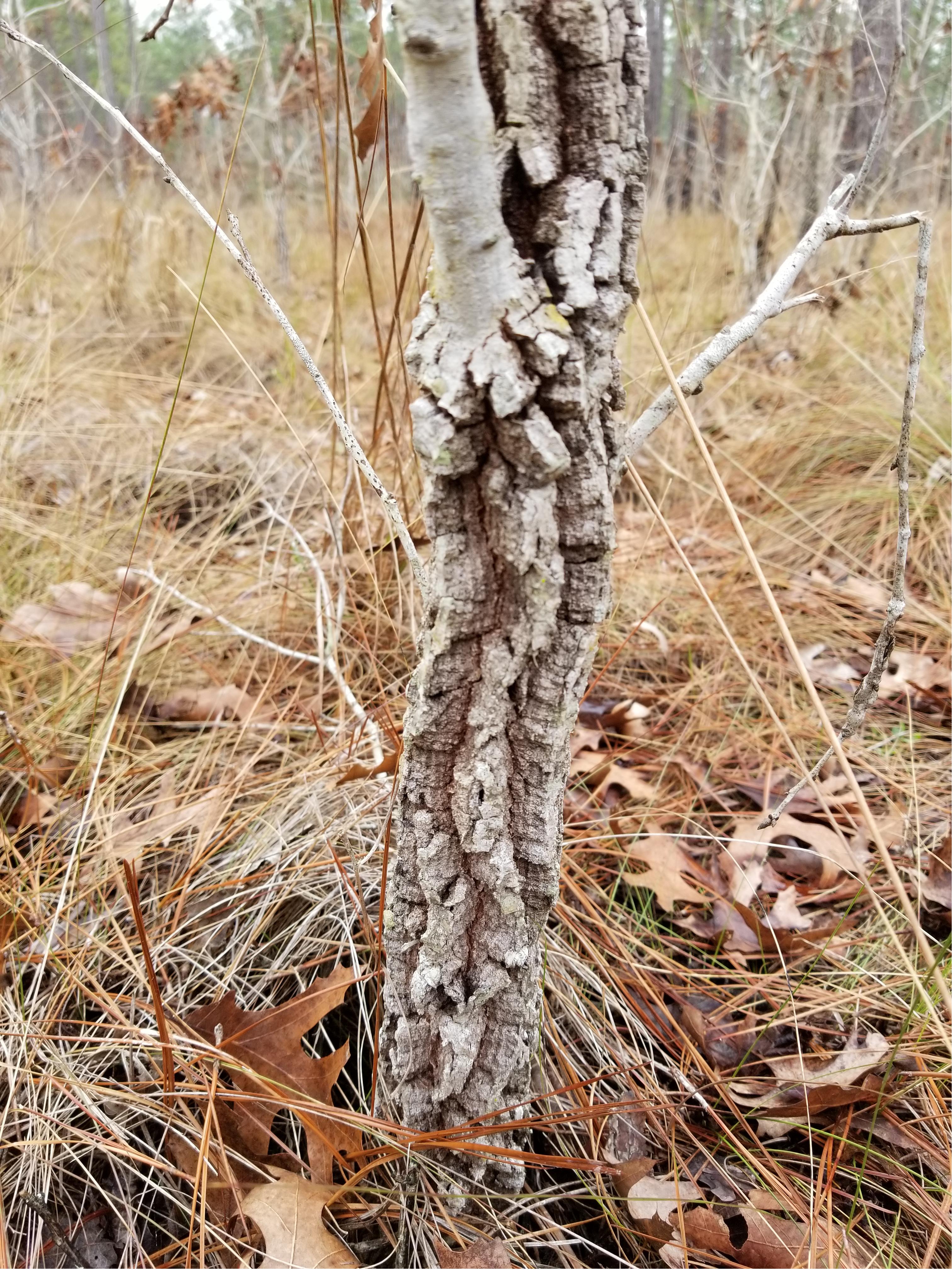 Canadian Pine Stems - 12 x 20 mm.