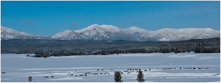 Figure 1 - Bison in Hayden Valley, Yellowstone National Park (United States of America) in December 2010 (Photograph credit: Dr. Charles R. Peterson).
