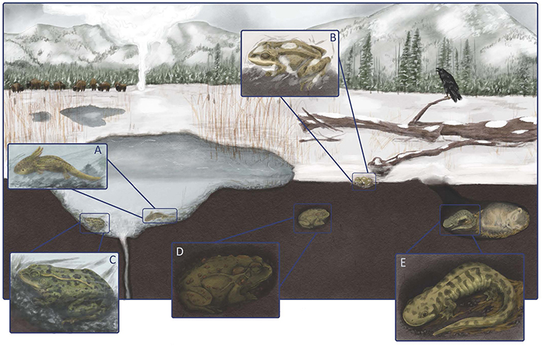 Figure 2 - A Yellowstone National Park winter landscape, showing four amphibian species in their winter habitats.