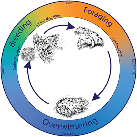 Figure 3 - Seasonal variation in the activity periods of Yellowstone’s amphibians.