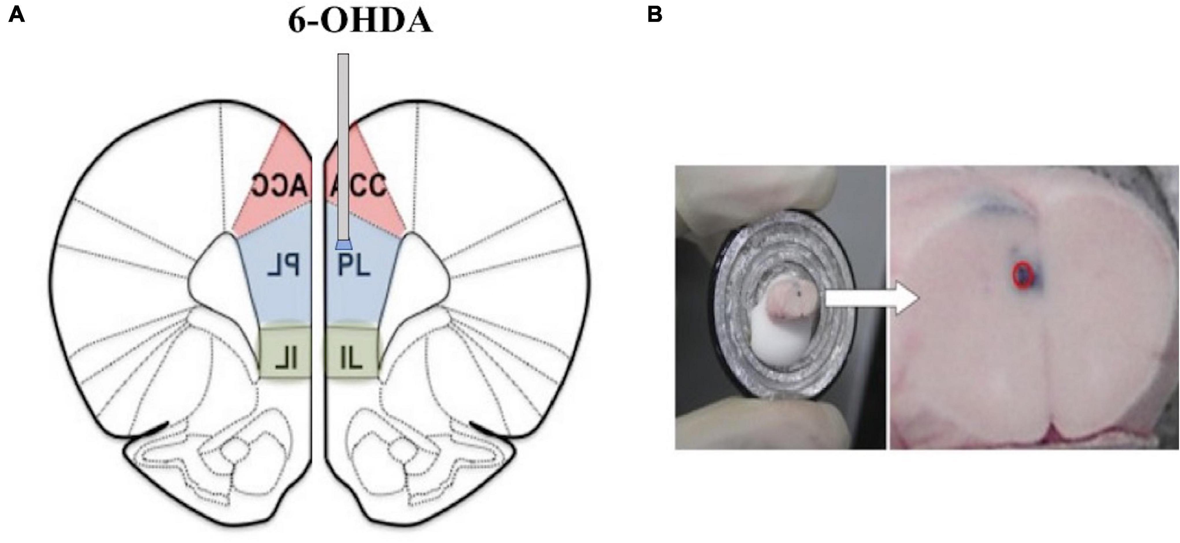 Frontiers  Experimental Social Stress: Dopaminergic Receptors, Oxidative  Stress, and c-Fos Protein Are Involved in Highly Aggressive Behavior