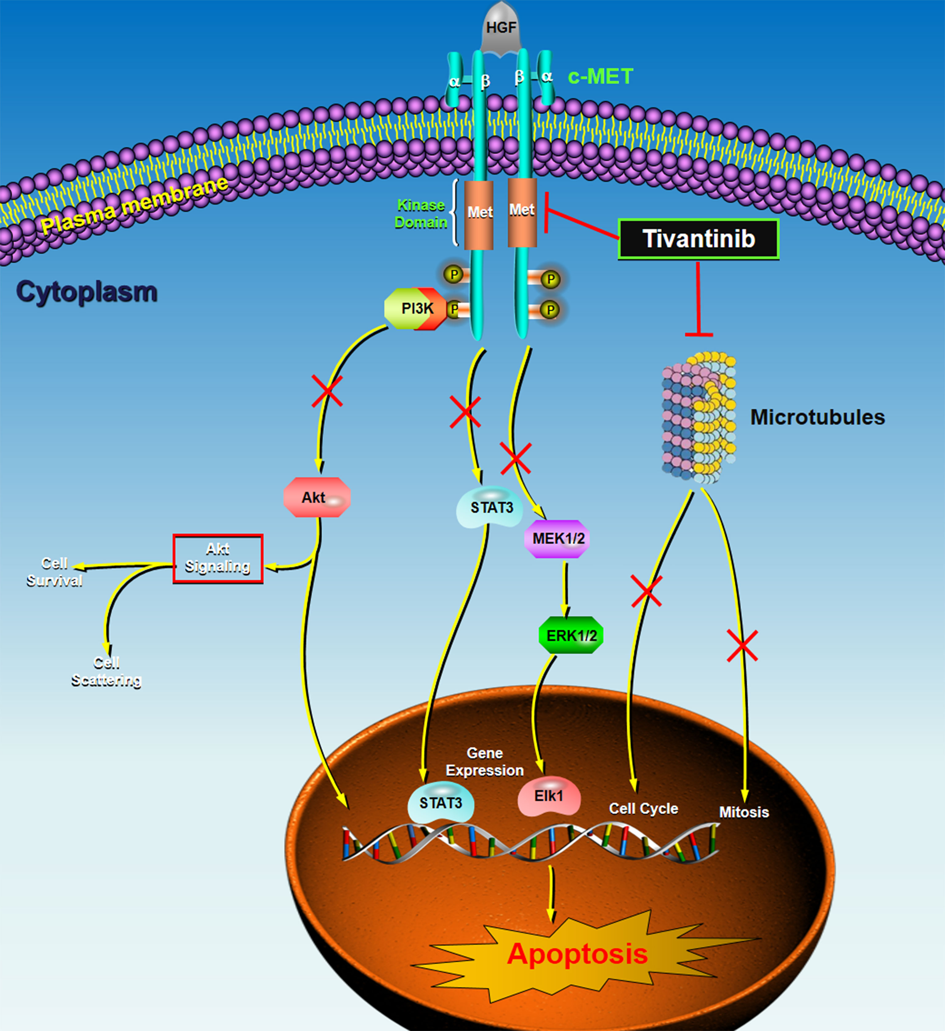 E-learning Role of CETP inhibitors in cardiovascular risk reduction - Will  lessons from the past lead to future success? - PACE-CME