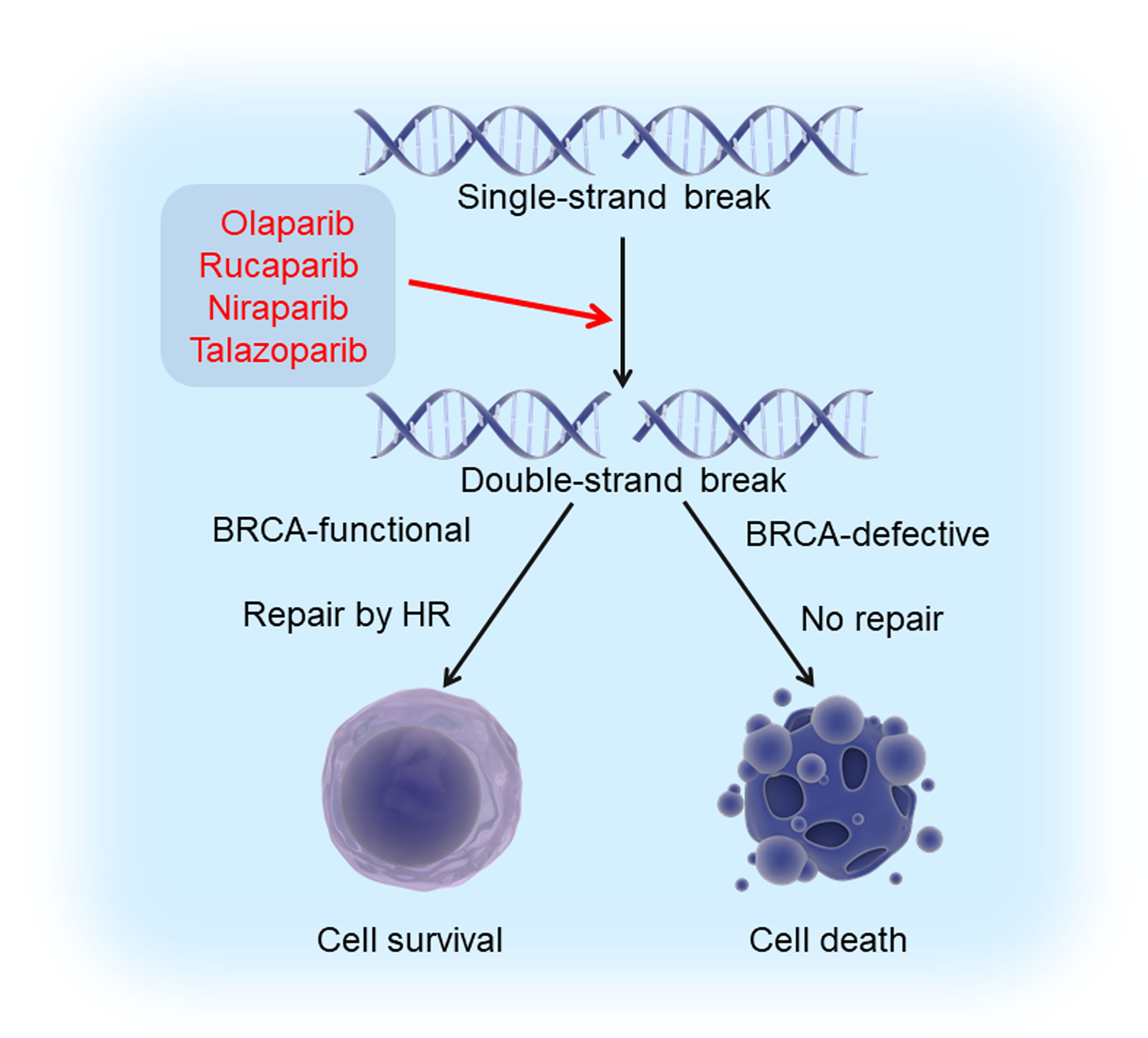 MC0704 is a STAT3 Inhibitor for Triple-negative Breast Cancer