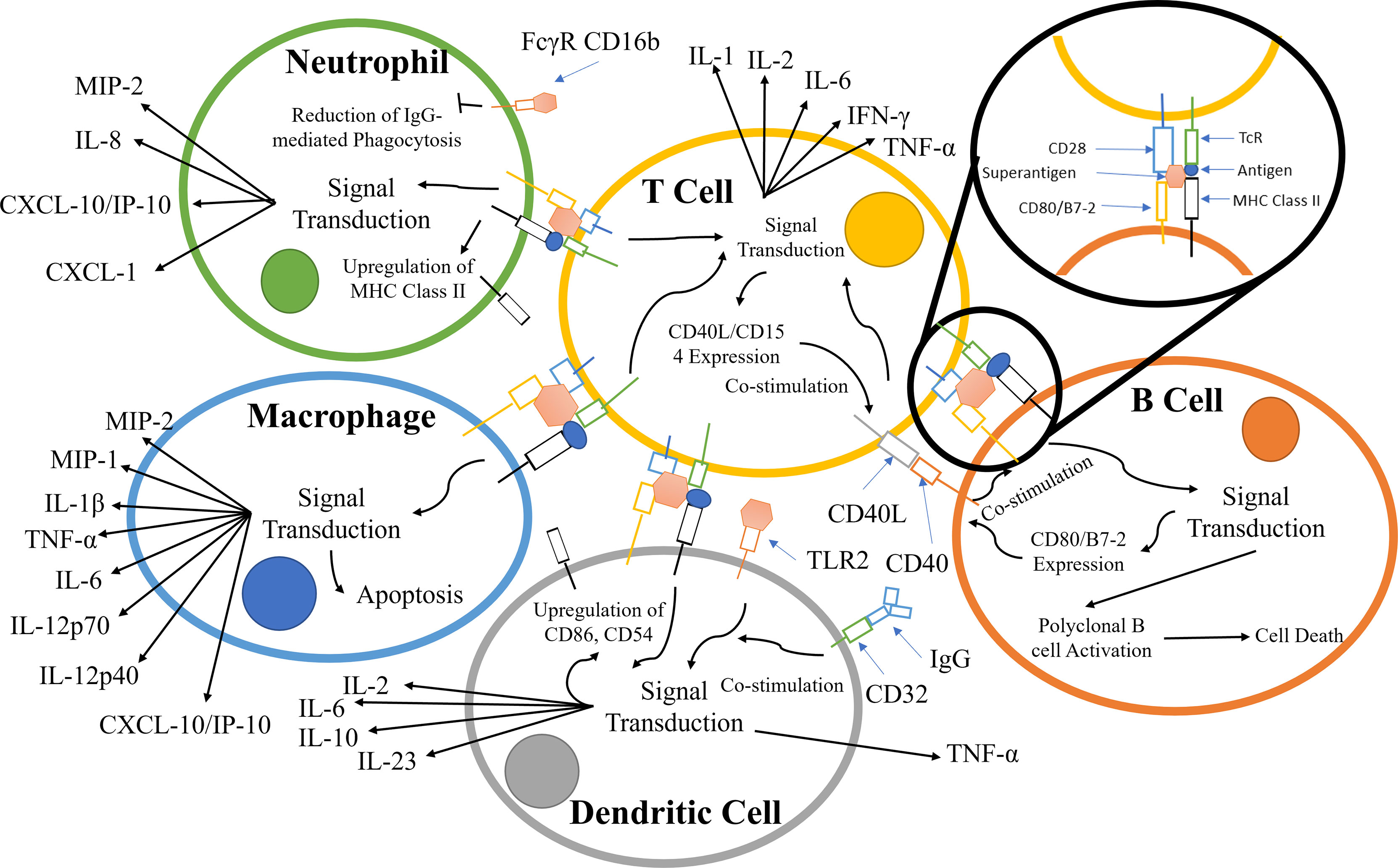 Toxins - Free Full-Text - Allergy—A New Role for T Cell Superantigens of  Staphylococcus aureus? - HTML