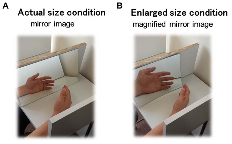 Frontiers  Verbal Suggestion Modulates the Sense of Ownership and Heat  Pain Threshold During the “Injured” Rubber Hand Illusion