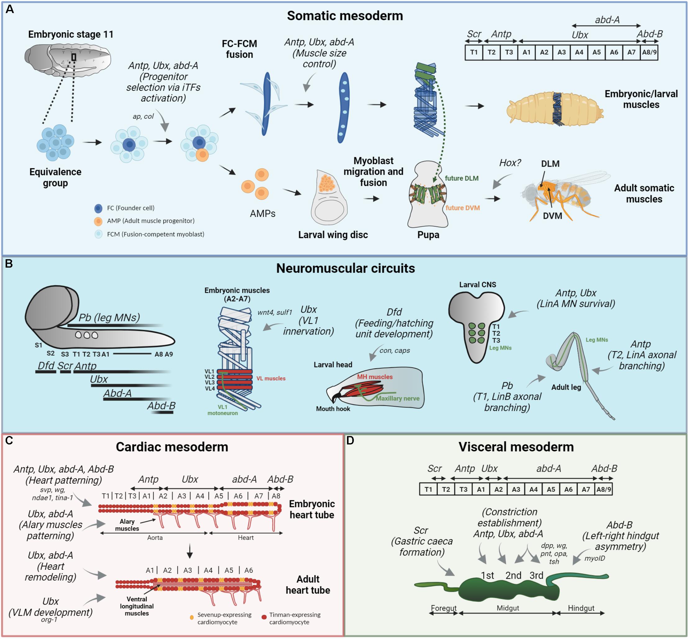 Frontiers | Hox Proteins in the Regulation of Muscle Development