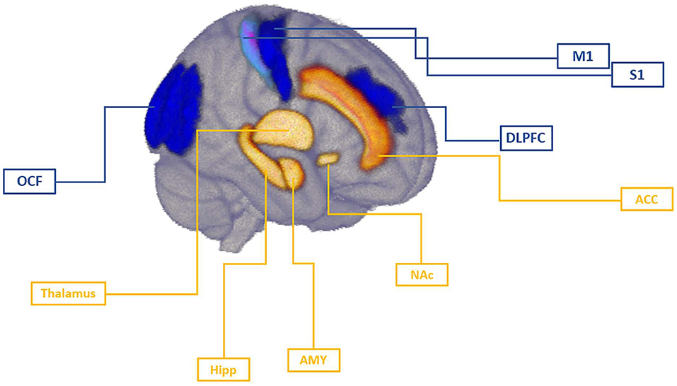 Frontiers  Brain Circuits Involved in the Development of Chronic