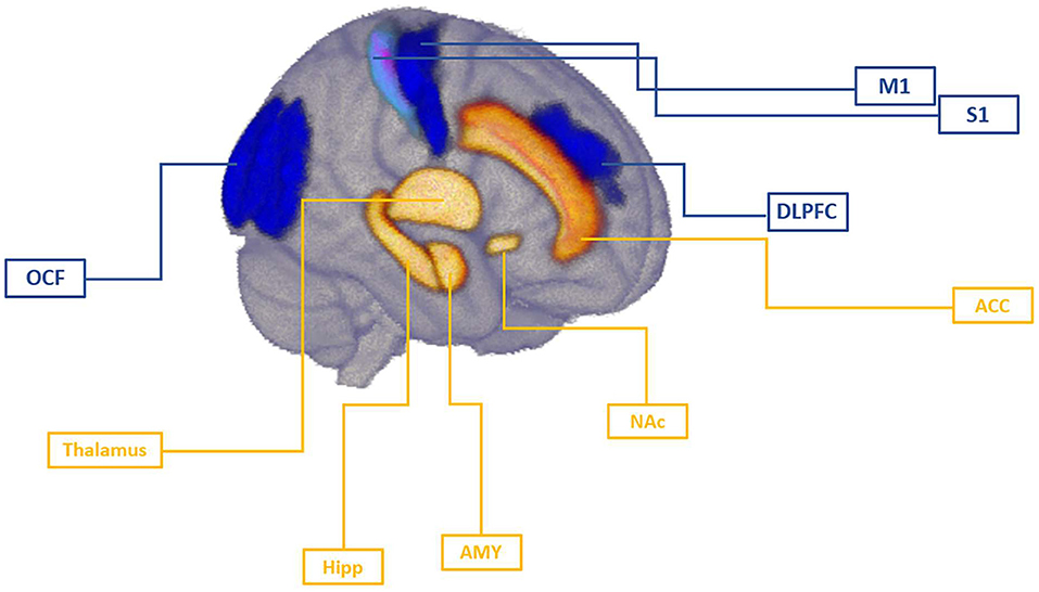 Chronic Pain Linked to Brain Signals in Orbitofrontal Cortex - The