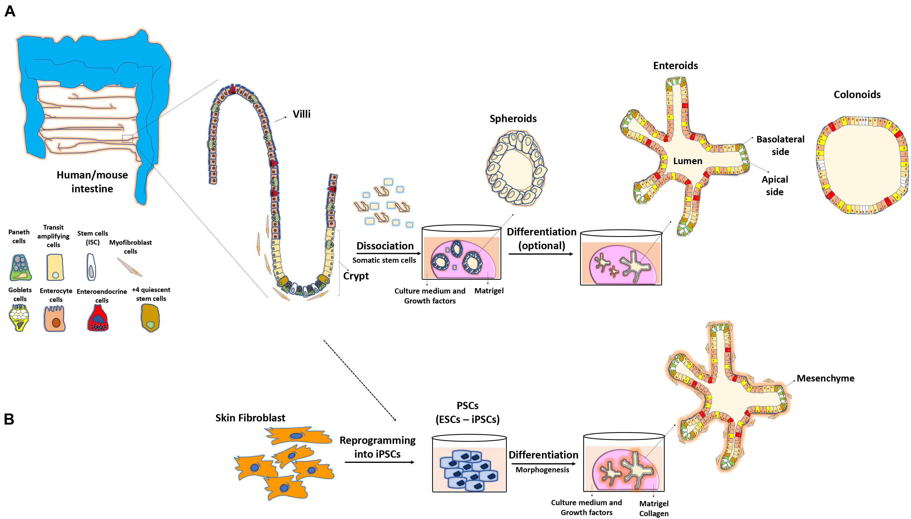 Frontiers Organoids And Their Use In Modeling Gut Epithelial Cell