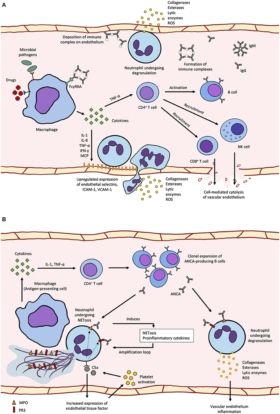 spise opskrift talent Frontiers | Unraveling the Immunopathogenesis and Genetic Variants in  Vasculitis Toward Development of Personalized Medicine | Cardiovascular  Medicine