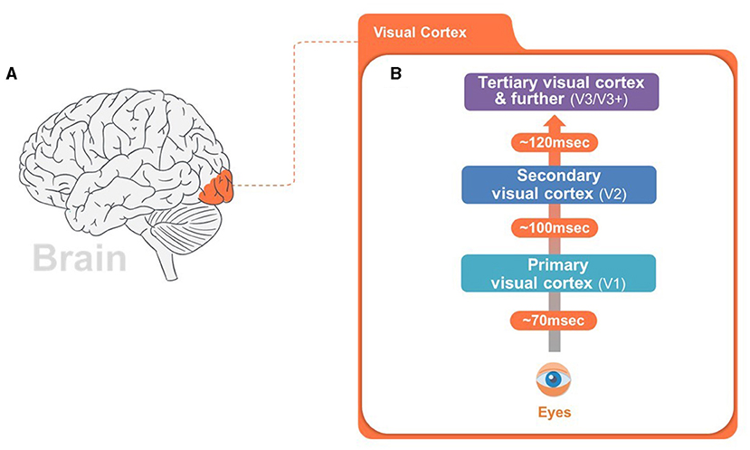Figure 1 - Levels of the visual system and the amount of time it takes them to process visual information.