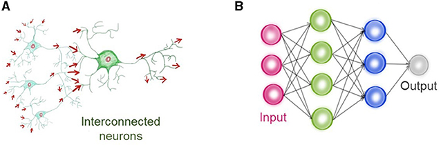 Figure 3 - (A) Networks of interconnected neurons in the brain work together to help us see.