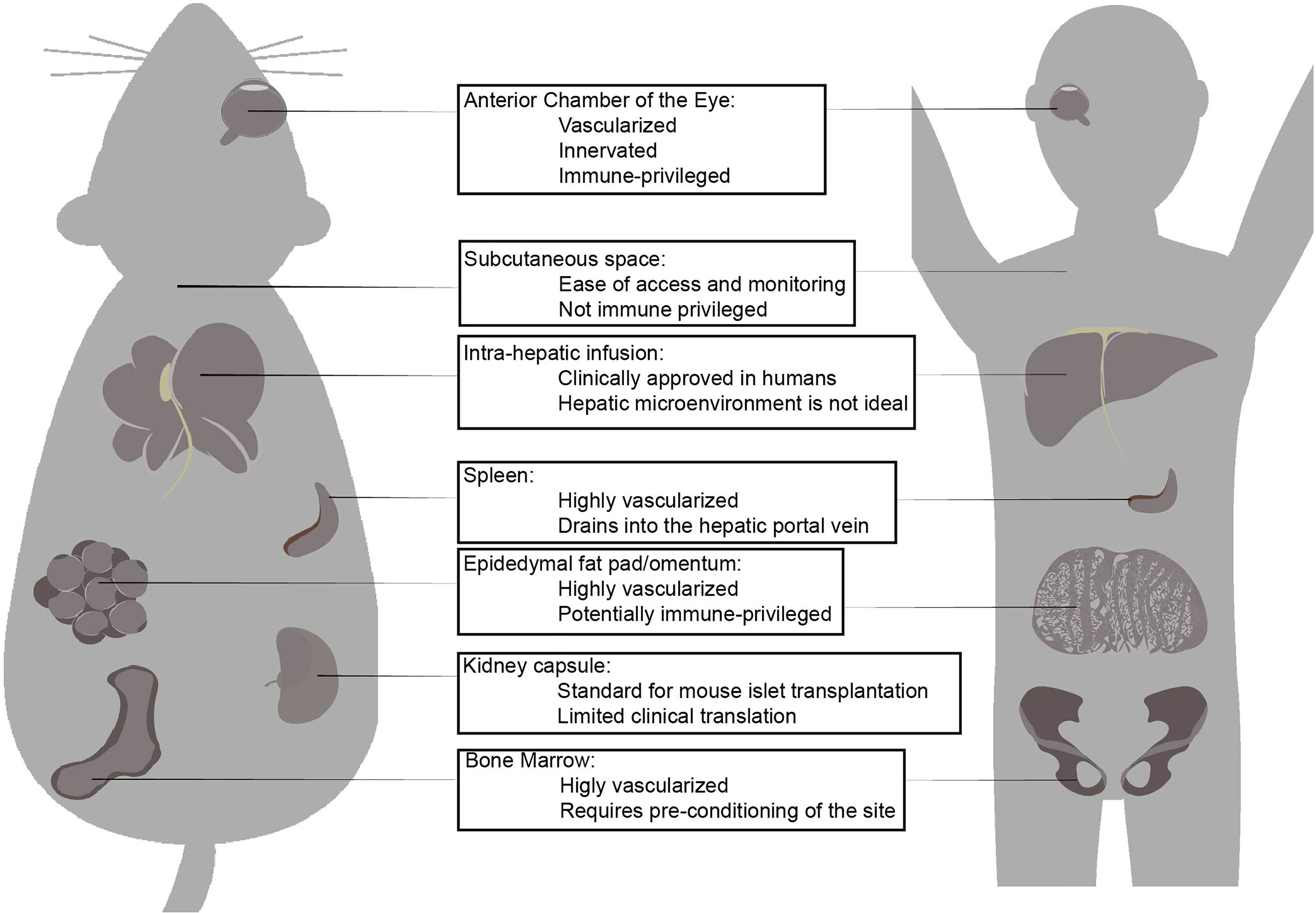 Week-long norm glycaemia in diabetic mice and minipigs via a subcutaneous  dose of a glucose-responsive insulin complex