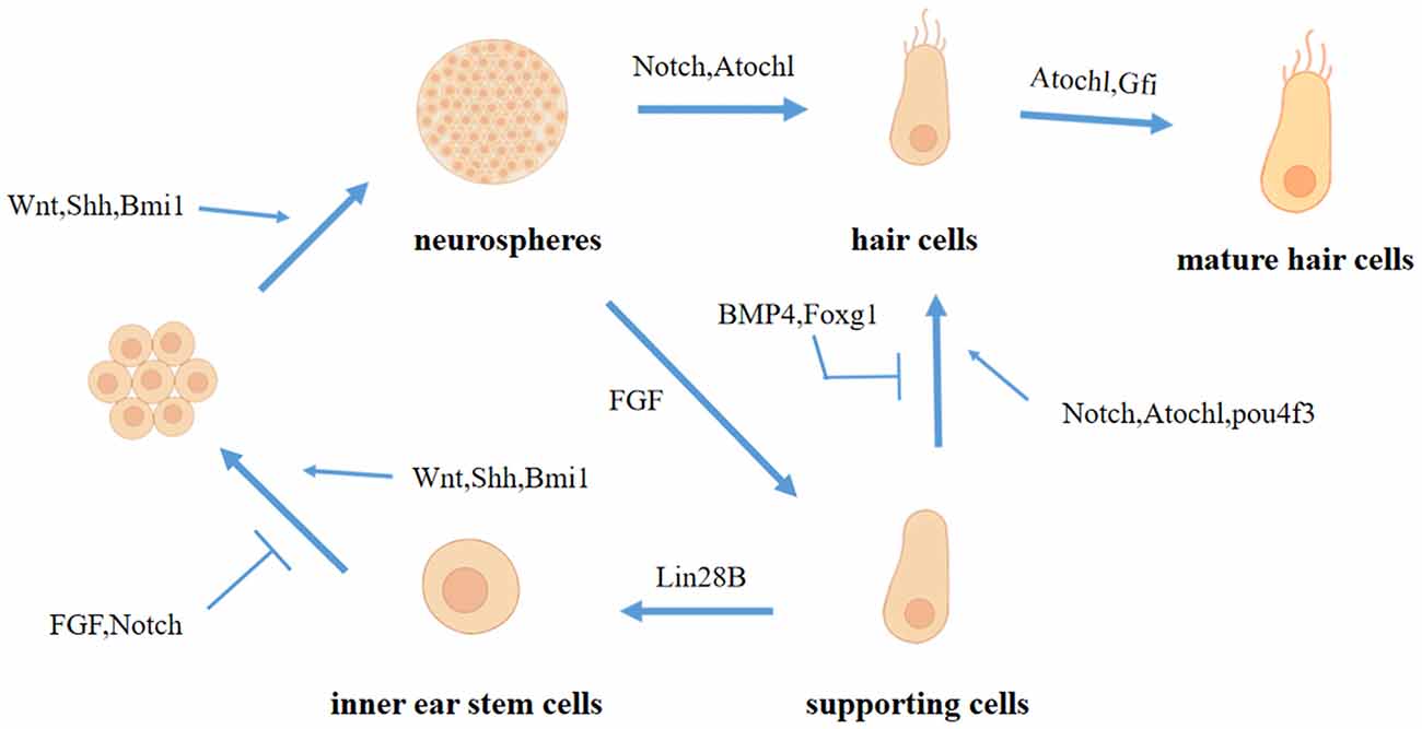 Frontiers  Research Progress on the Mechanism of Cochlear Hair Cell  Regeneration