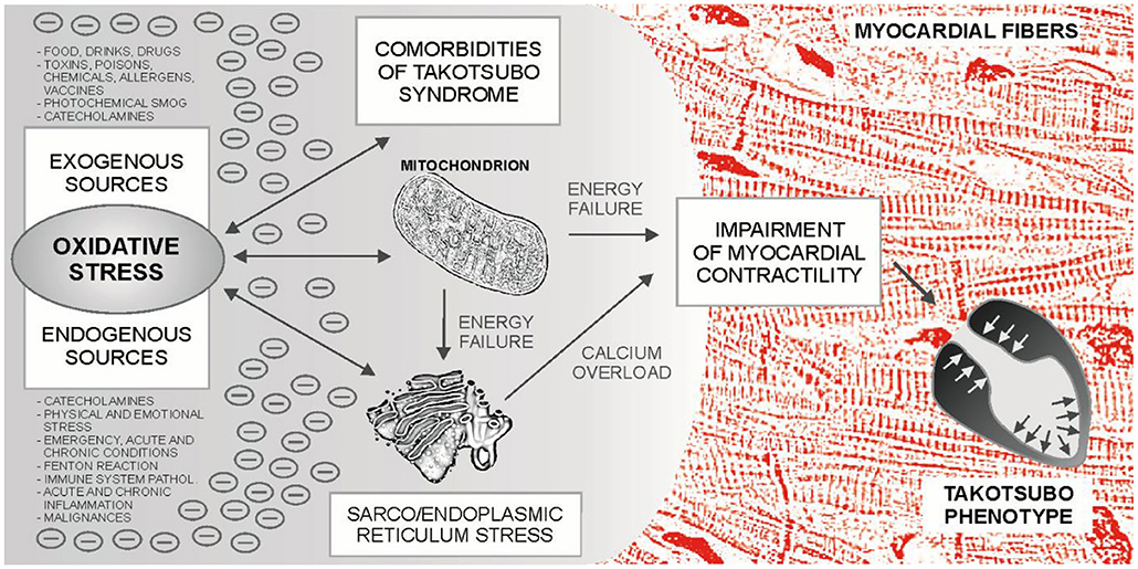 Frontiers  Novel Imaging and Genetic Risk Markers in Takotsubo Syndrome