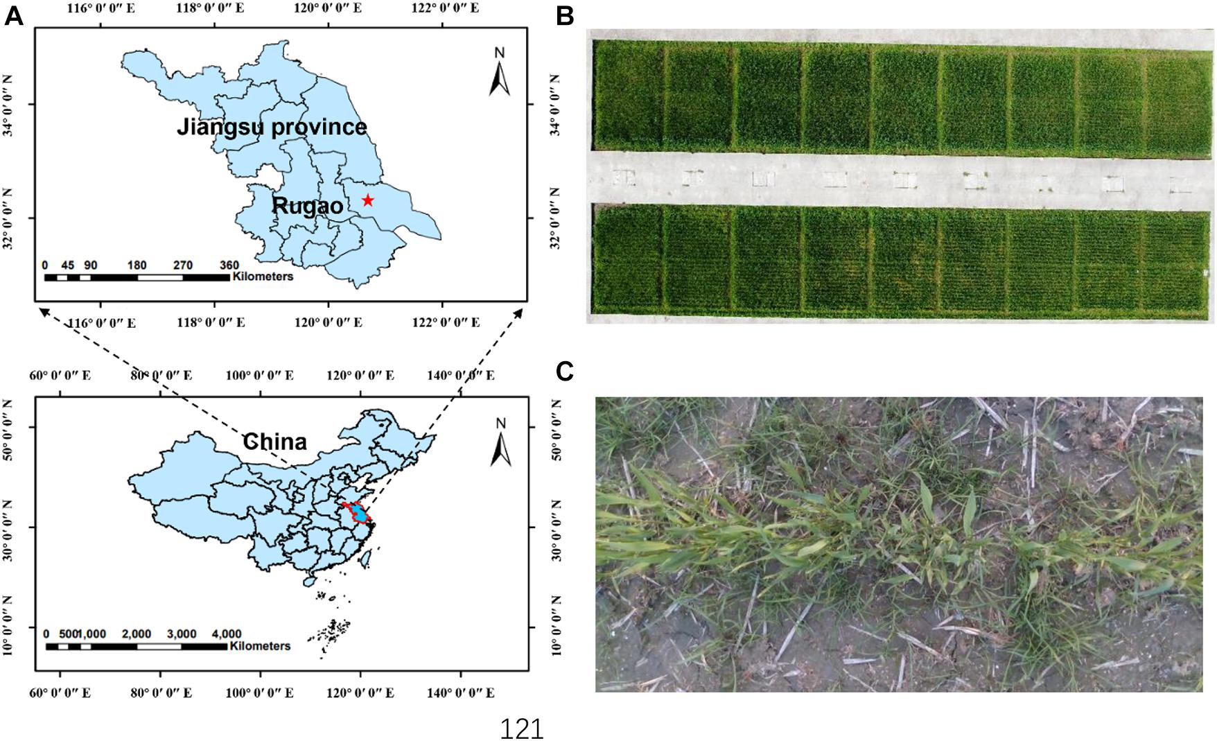 Frontiers | Multi-Modal Deep for Weeds in Wheat Field Based Images