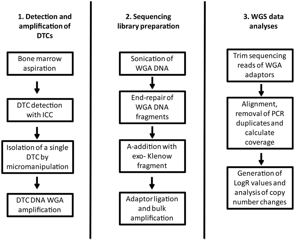 Dna Sequencing Flow Chart