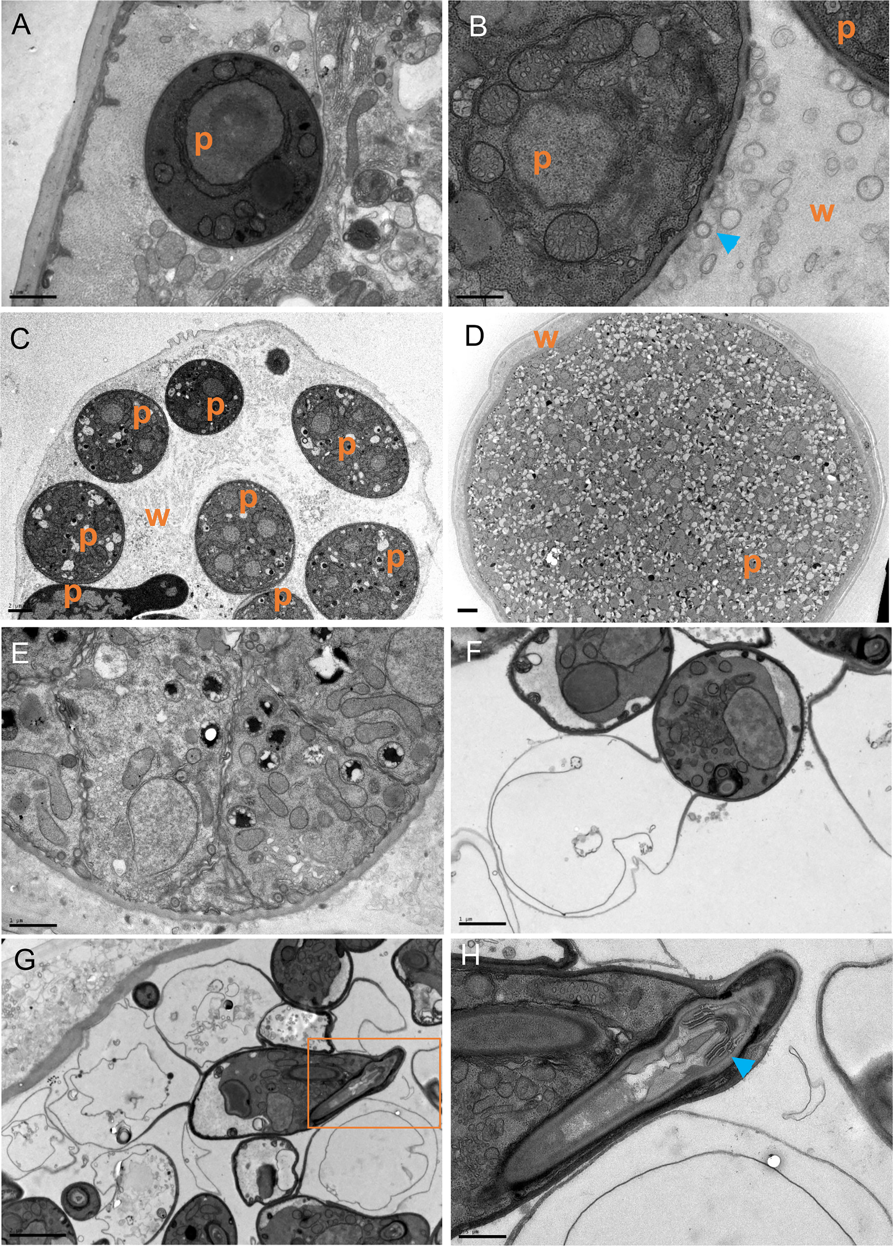 Frontiers Infection of C image