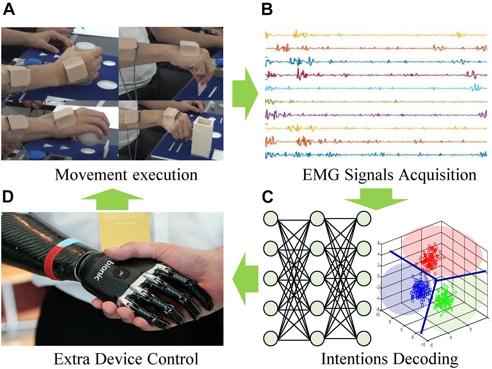 The role of hand size in body representation: a developmental investigation