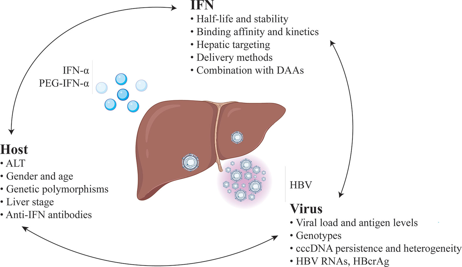 Frontiers | Interferon and Hepatitis B: Current and Future 