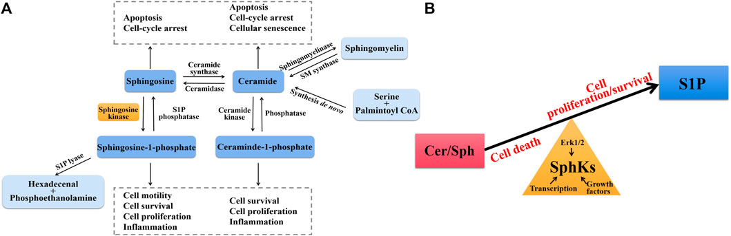 Frontiers | Therapeutic Potential of SphK1 Inhibitors Based on 