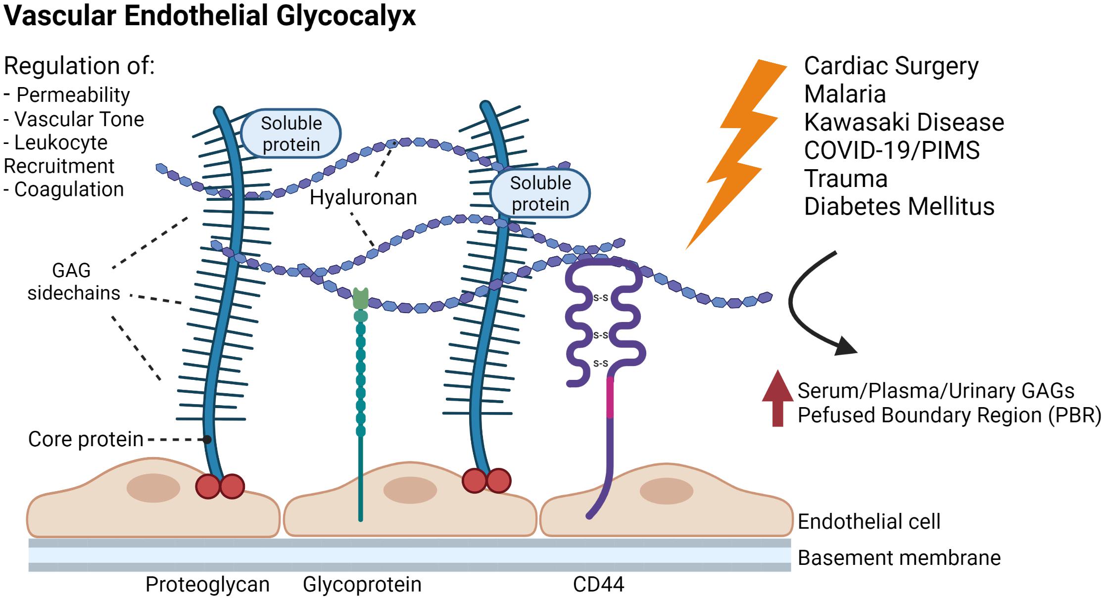 Frontiers The Endothelial Glycocalyx Physiology and Pathology in