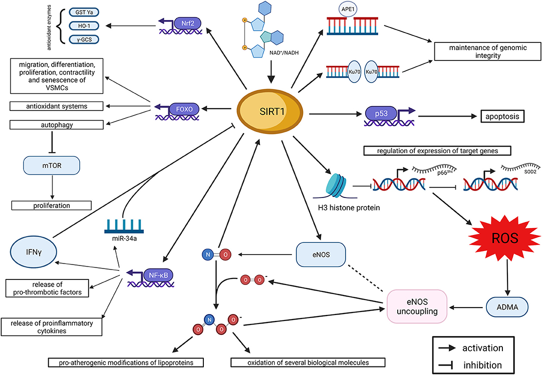 sirtuin 1 research paper