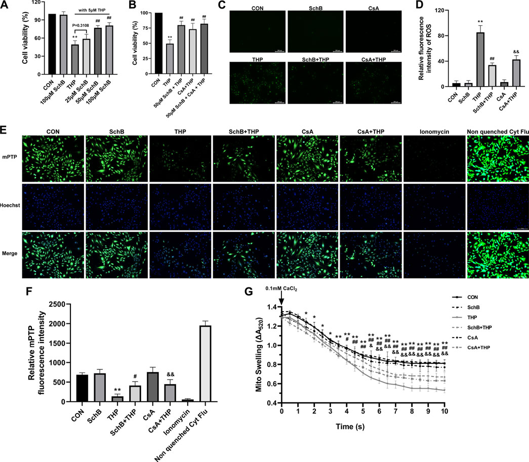 Frontiers | Schisandrin B Antagonizes Cardiotoxicity Induced by ...