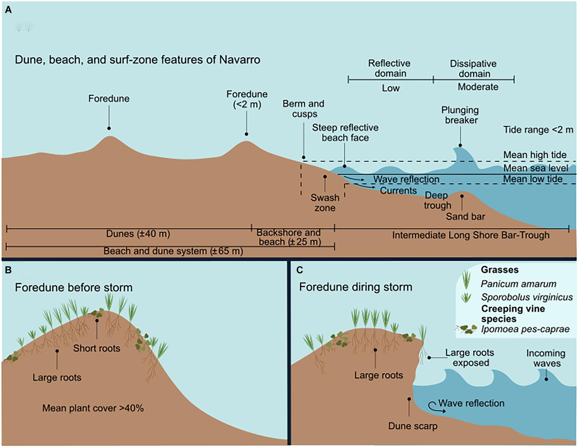 Frontiers Assessing The Impact Of A Winter Storm On The Beach And Dune Systems And Erosion Mitigation By Plants Marine Science