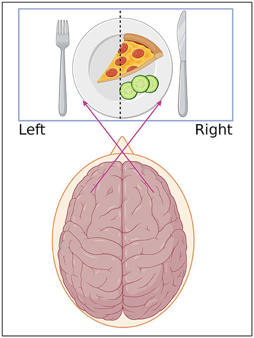Figure 2 - The brain has two halves, called the left and the right hemispheres.