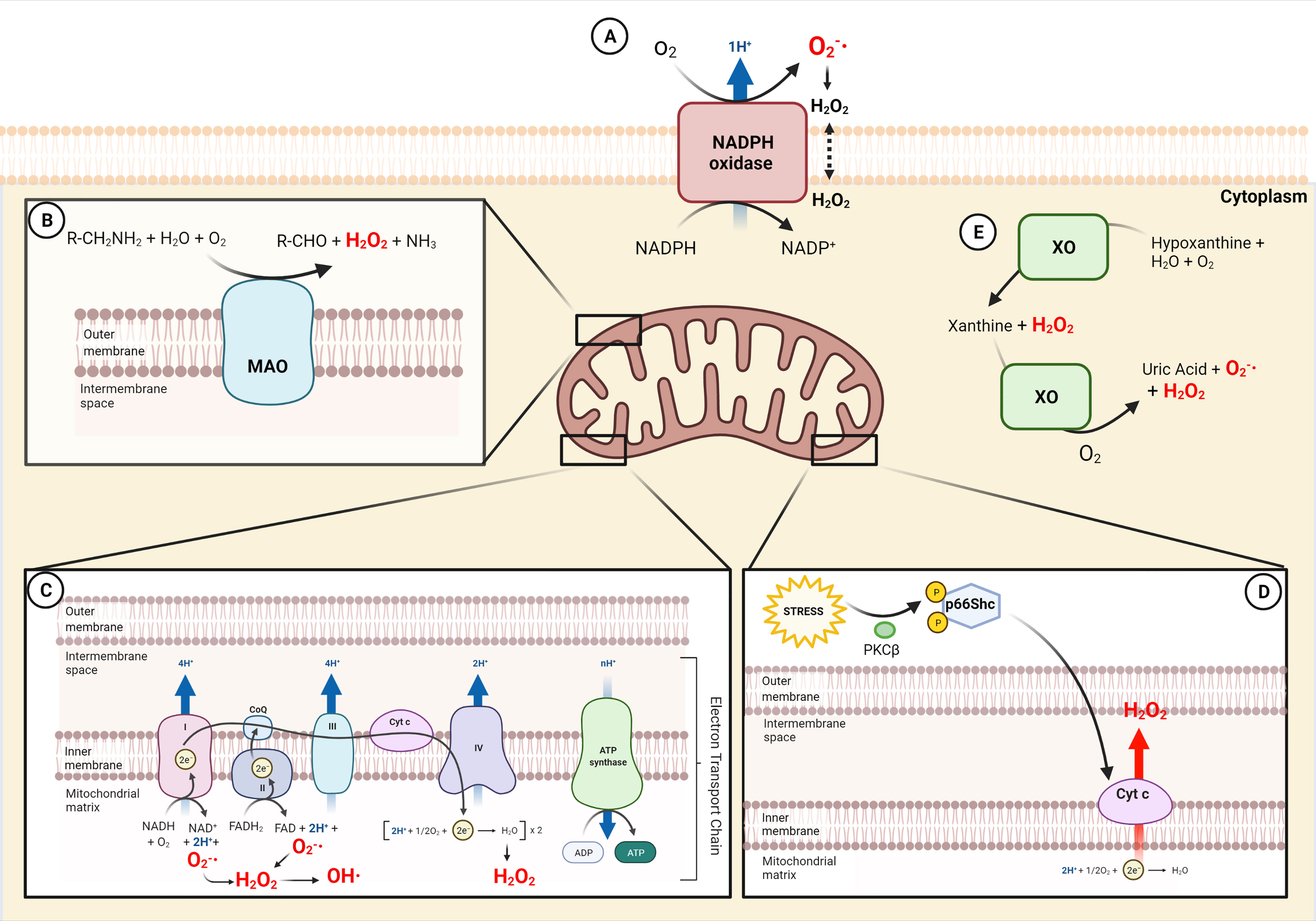 Mitochondrial reactive oxygen is critical for IL-12/IL-18-induced IFN