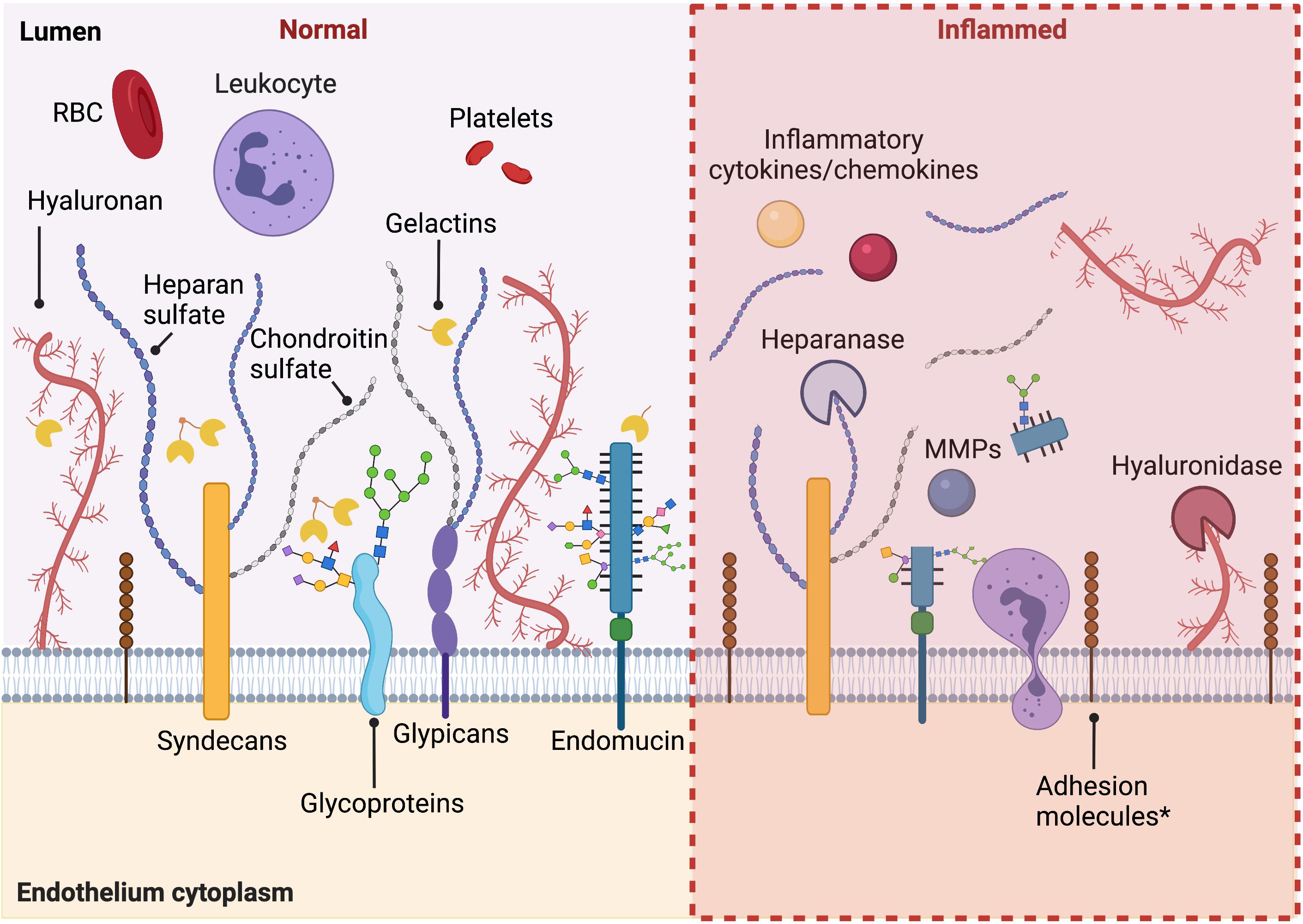 Frontiers Update on the Role of the Endothelial Glycocalyx in